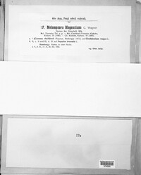 Melampsora magnusiana image